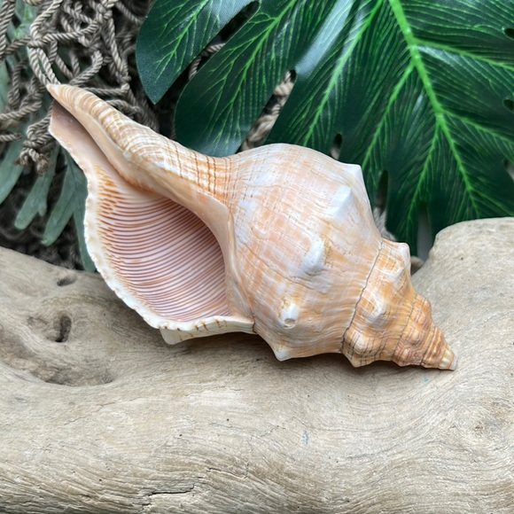 Large “Trapezium” Striped Horse Conch Seashell Shell Nautical Collector Decor - Picture 4 of 15